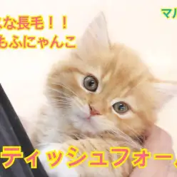 【 スコティッシュフォールド 】足袋も履いているスペシャルもふもふにゃんこ!