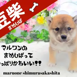 【 豆柴 赤毛 】プレミアム級の可愛さ！！小さくて良血統の豆柴がやって来た！！