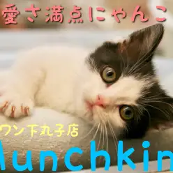 【 マンチカン 】左右対称の美しいハチワレ！さらに短足で可愛さ満点にゃんこ！