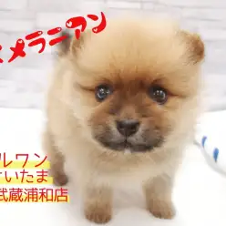 【 ポメラニアン 】ゲキカワ！お子様の遊び相手にオススメなカワウソ系ポメ！