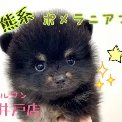 【 黒ポメラニアン 】待望の超希少カラーブラック＆タン！大人気の子熊系ポメがやってきた！