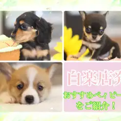 【 白楽店パピーまとめ 】極小チワワ・W.コーギー・K.ダックスをご紹介！