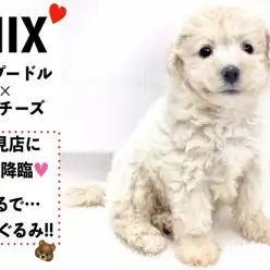 【 MIX 】鶴見店に天使降臨⁉まるでぬいぐるみ！愛らしいよちよち歩きは必見♥