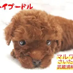 【 ティータイニープードル 】生後60日で524g！成犬予想2kgのミニサイズ！
