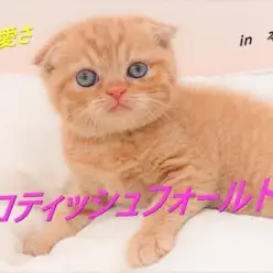 【 スコティッシュフォールド 】これぞ王道の可愛さ!!たれ耳にゃんこ登場!!