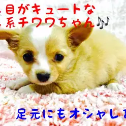 【 チワワ ロングコート 】足元のおしゃれも忘れない！癒し系がやってきた！