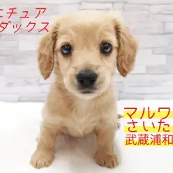 【 ミニチュア・ダックスフント 】超必見のキレイなクリームカラー！短足と大きなお耳がチャームポイント！！