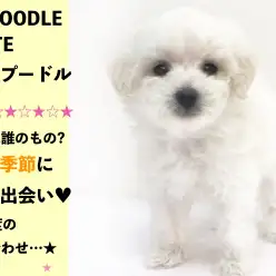 【 純白トイ・プードル 】運命の赤い糸は誰のもの?七夕の季節に素敵な出会い♥