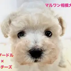 【 MIX犬 】トイ・プードルとマルチーズの可愛いところをギュッとミックス！ハイタッチも練習中？