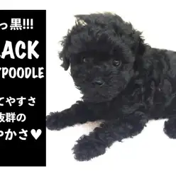 【 黒トイ・プードル 】可愛い・穏やか・賢い!横浜1番の才色兼備を動画てんこ盛りでご紹介！