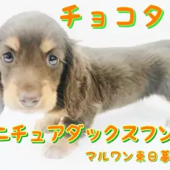 【 ミニチュア・ダックスフント 】長いくるりんまつ毛の濃厚チョコタンだち子見参！