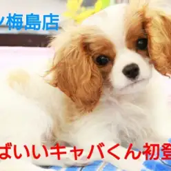 【 キャバリア 】滑らかな被毛はまるで錦糸！？優雅さ溢れるきゃばいいキャバをご紹介！