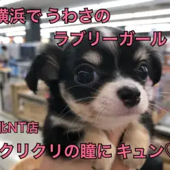 【 チワワ 】横浜でうわさのラブリーガール。クリクリの瞳にキュン！