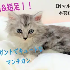 【 マンチカン 】エレガントな長毛とキュートな短足の癒し系！