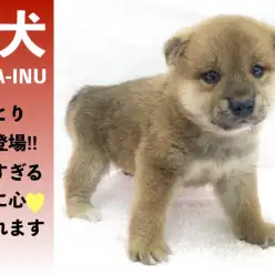 【 柴犬 】おっとり柴犬登場‼可愛すぎる寝姿に心奪われます♪