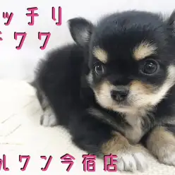 【 チワワ 】癒されたい方必見!小さめ・ドワーフ・童顔のおっとりガール!