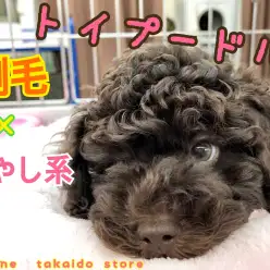 【 トイ・プードル 】珍カラーで剛毛！かっこかわいい癒し系ワンコ‼