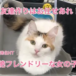 【 ノルウェージャンフォレストキャット 】お友だち作りはお任せあれ！超絶フレンドリーな女の子！