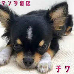 【 チワワ 】生後8ヶ月で1.8kg！猫ちゃんの相棒になれる社交的甘えん坊！