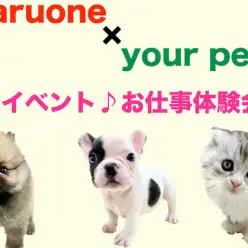 【 キッズのお仕事体験会 】7/21（日）相模大塚店でペットショップのお仕事体験！