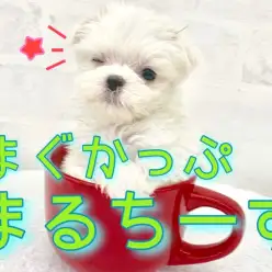 【 マルチーズ 】小さい純白エンジェルが登場！溜めに溜めた可愛さです。