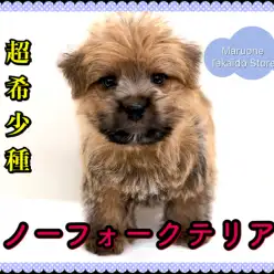 【 ノーフォークテリア 】希少でスペシャルなテリアが杉並区高井戸にやって来た！