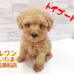 【 トイ・プードル 】生後57日で500g!プレミアムなタイニープードル!!