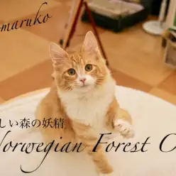 【 ノルウェージャンフォレストキャット 】下丸子一の優しい性格の持ち主