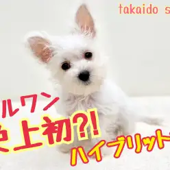 【 MIX 】マルワン史上初？！ハイブリットワンコが高井戸に登場！