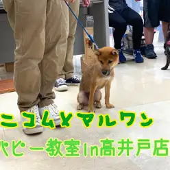 【 パピー教室 】7月17日開催アニコム×マルワンコラボ 高井戸店パピー教室！