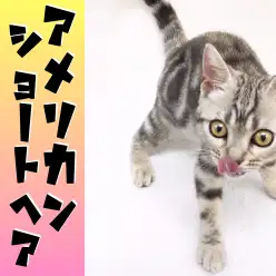 【 アメリカンショートヘア 】横浜の甘えん坊さんのふみふみタイムは必見の可愛さ！