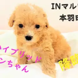 【 MIX 】超良いとこどりなハイブリットワンちゃんが登場！！