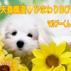 【 MIX 】天真爛漫！ひまわりBOYのマルプーくん