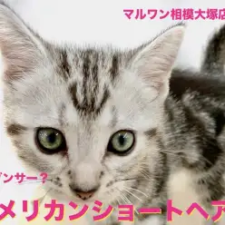 【 アメリカンショートヘア 】夢はダンサー？躍動感あふれる不思議なダンスを披露