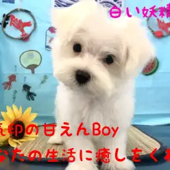 【 マルチーズ 】元気いっぱい愛嬌いっぱい！ベビーフェイスなマルチーズ！