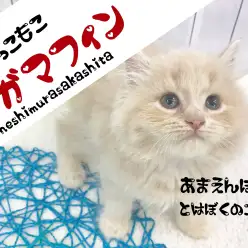 【 ラガマフィン 】ミルクティーカラーで あま～いマスクのスウィーツ系プリンス！