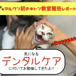 【 大倉山店キトン教室報告レポート 】猫ちゃんのデンタルケアについてお勉強!!