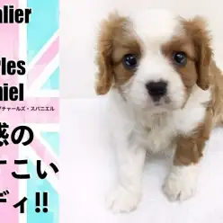 【 キャバリア 】英国が愛した魅惑のどすこいボディ!