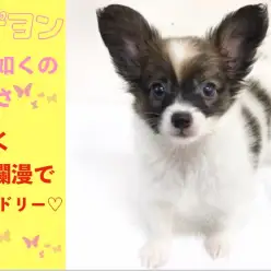 【 パピヨン 】蝶の如くの美しさ!!明るく天真爛漫な性格も要チェック♡