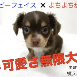 【 MIX 】可愛さを山盛り受け継いだ横浜元町で屈指の人気犬種チワックスちゃん!