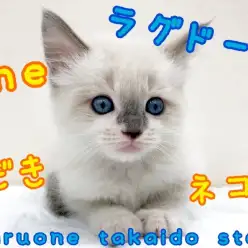 【 ラグドール 】ネコ好き必見！常識を塗り替えるネコ！杉並区一甘えん坊はこの子！