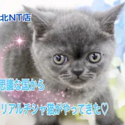 【 ブリティッシュショートヘア 】横浜不思議の国からリアルチェシャ猫がやってきた!