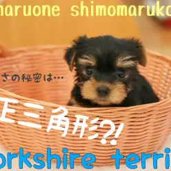 【 ヨークシャーテリア 】可愛さの秘密は正三角形！あどけない表情のヨーキーくん。