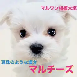 【 マルチーズ 】真珠の様なパールホワイトと甘いマスクのドーリードッグ！
