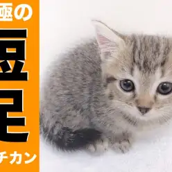 【 マンチカン 】究極の短足に大注目!!見れたらラッキーなマンチ座りを大公開!!