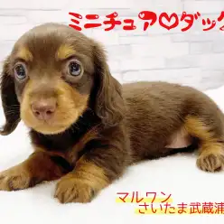 【 ミニチュア・ダックスフント 】あま～いチョコカラーの甘えん坊な女の子！！
