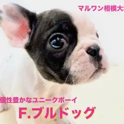 【 フレンチブルドッグ 】笑って生活したいアナタにピッタリなユニークな相棒!