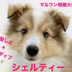 【 シェットランドシープドッグ 】優しさ＋アクティブ＝シェルティー！