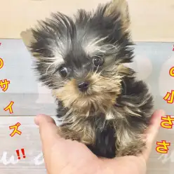【 ヨークシャーテリア 】 城山店の人気者！超ミニサイズプリンス！