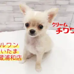 【 チワワ 】生後60日で700g！しかもスイーツなタピオカミルクティーカラー！